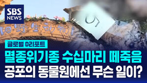 [글로벌D리포트] 동물원서 시베리아 호랑이 20마리 떼죽음
