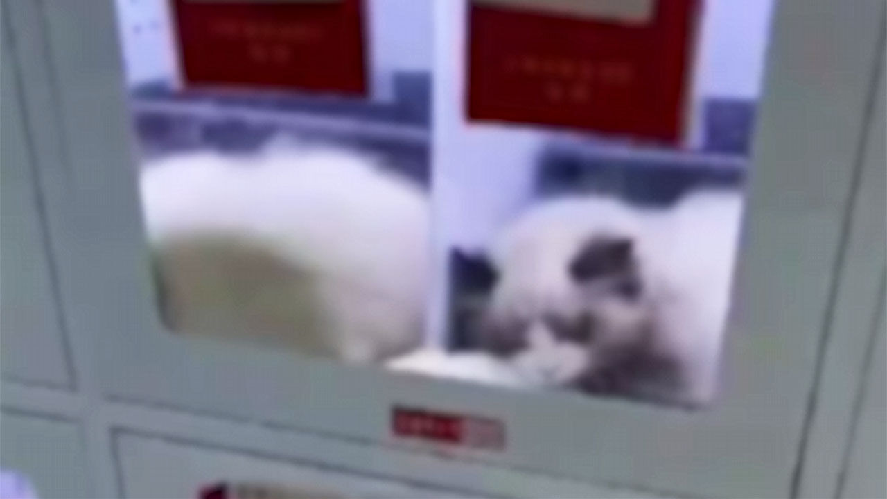 중국 고양이 자판기