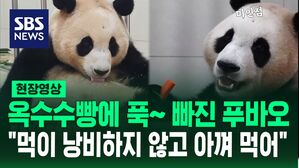 [영상] 배에 흘린 빵 부스러기도 놓치지 않고 '냠냠'&hellip;"푸바오, 다른 판다들과 교류하며 단체 생활 적응 중"