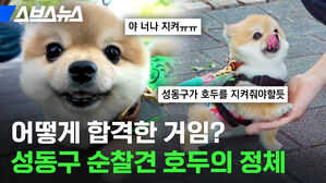 어떻게 합격한 거임? 성동구 순찰견 호두의 정체 스브스뉴스 야 너나 지켜 ㅠㅠ 성동구가 호두를 지켜줘야 할 듯