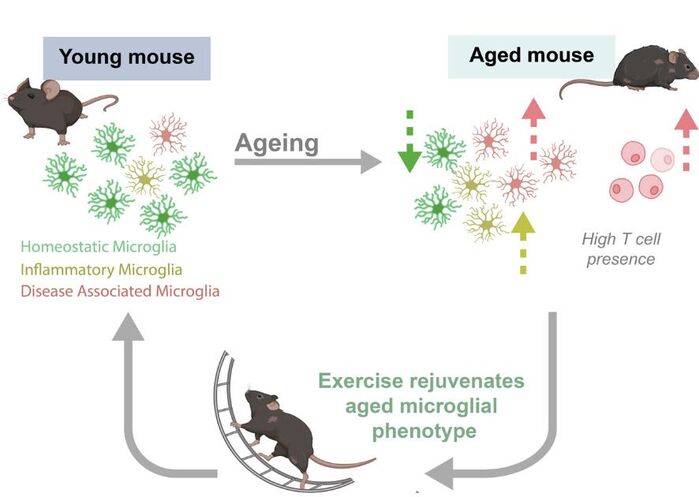 운동과 노화가 생쥐의 뇌 세포에 미치는 영향 실험 (사진=Aging Cell/Jana Vukovic et al. 제공, 연합뉴스)