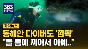 [자막뉴스] "제가 봤어요" 다이버도 깜짝&hellip;동해 앞바다 '이례적 상황'