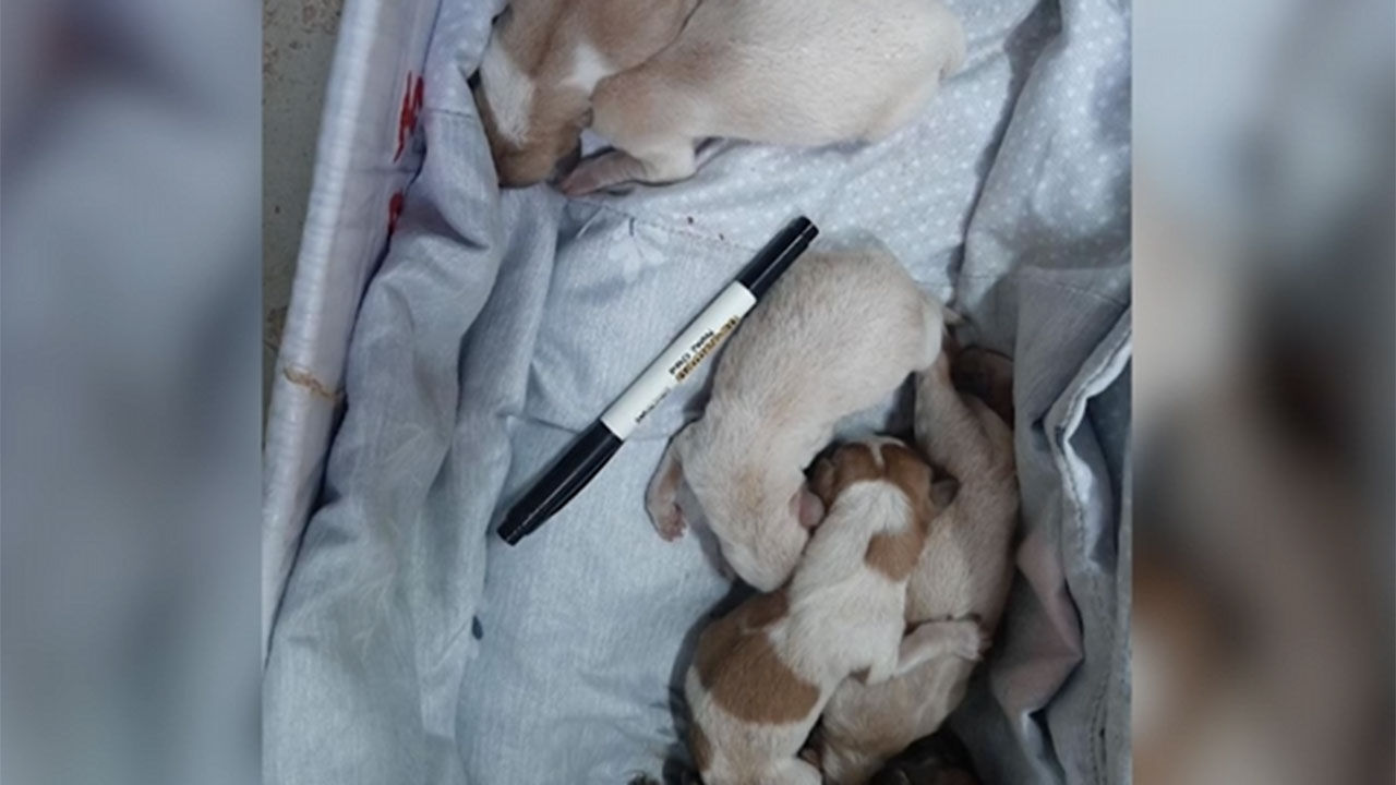태안 한 해수욕장 쓰레기장, 쓰레기봉투에 담겨 버려진 강아지들