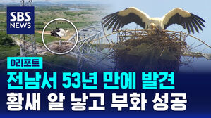 [D리포트] 전남서 53년 만에 발견&hellip;황새 알 낳고 부화 성공