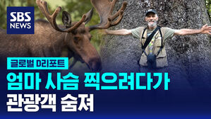 [글로벌D리포트] 엄마 사슴 찍으려다가&hellip;관광객 숨져
