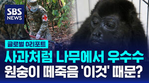 [글로벌D리포트] 사과처럼 나무에서 우수수&hellip;원숭이 집단 폐사