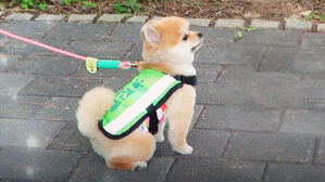 작은 체구·앙증맞은 외모…성동구 순찰견 호두 화제