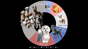 서울 반려견 61만 마리, 10집당 1마리&hellip;강남 많고 말티즈 인기