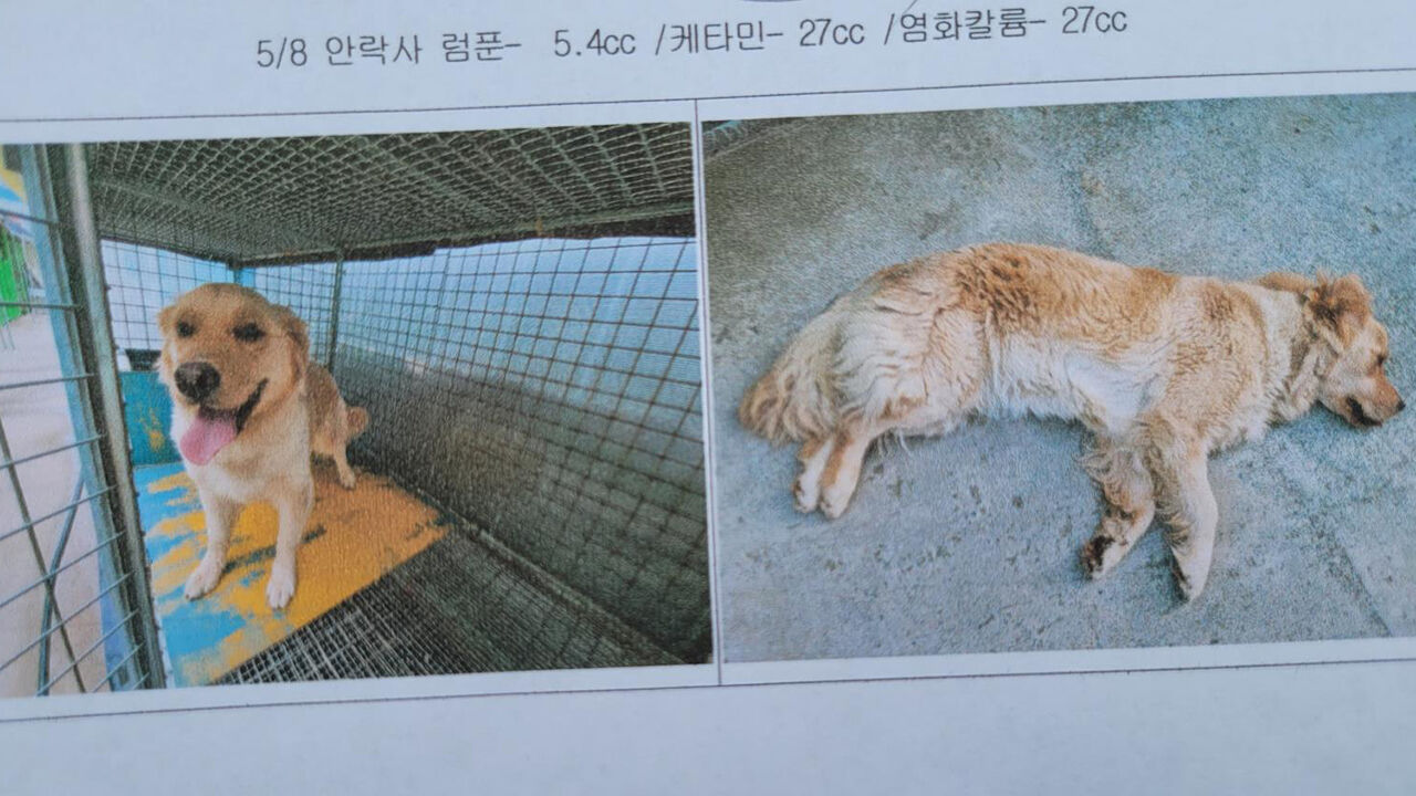 들개로 포획돼 안락사된 리트리버