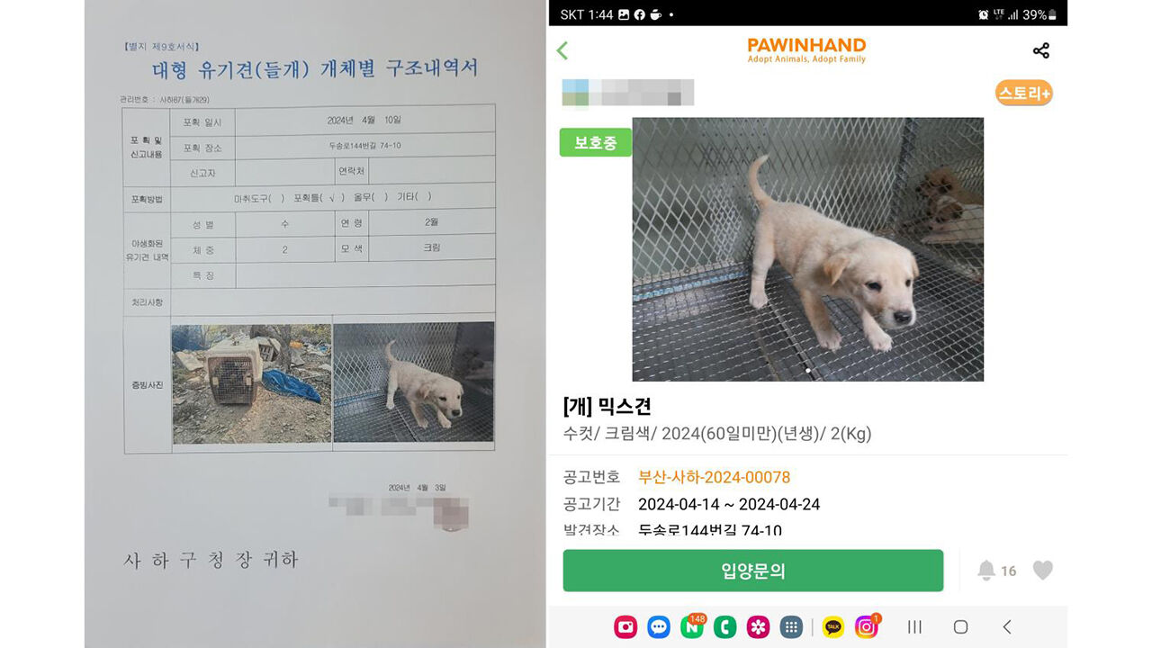 대형 유기견 개체별 구조내역서에 등록된 3개월된 강아지