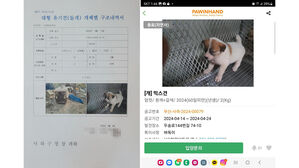 생후 두 달 강아지 잡고 '들개' 보상금 받은 유기동물보호소