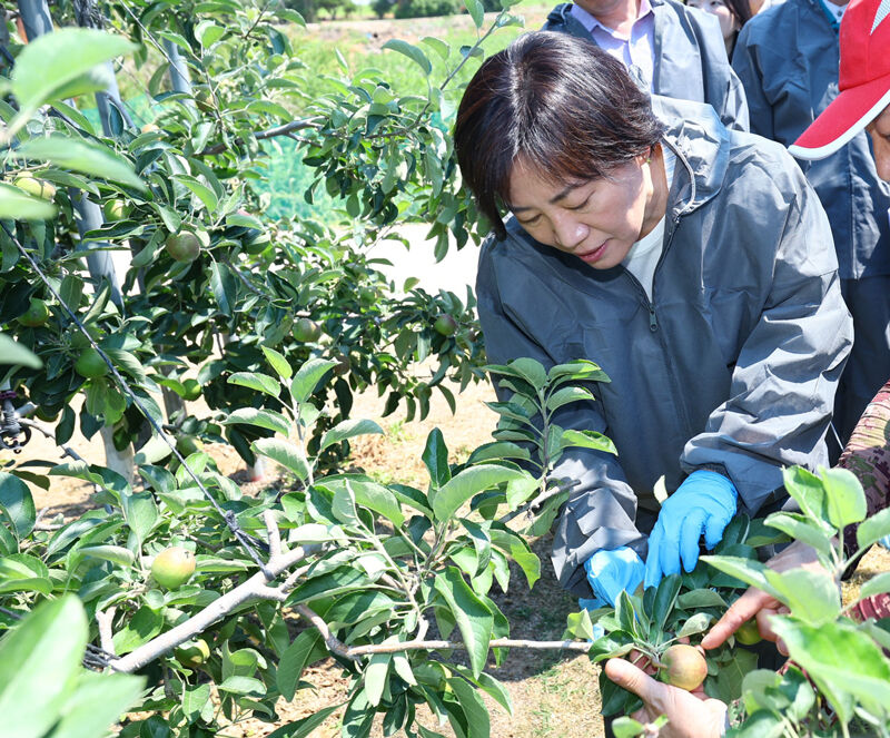 충남 예산군 사과 농가에 방문한 송미령 농림축산식품부 장관 (사진=농림축산식품부 제공, 연합뉴스)