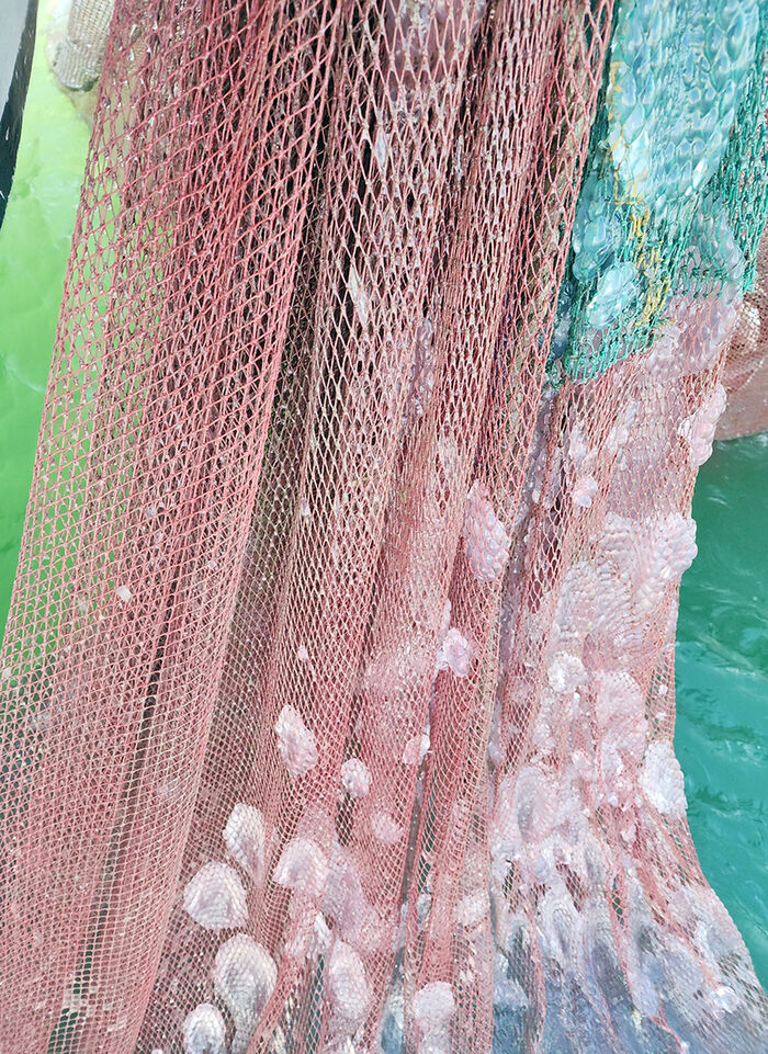 고창 앞바다서 발견된 해파리 떼