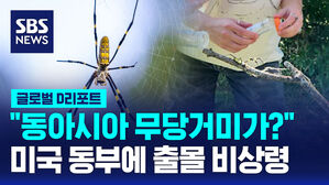 [글로벌D리포트] 미국 동부에 '동아시아 무당거미' 비상령
