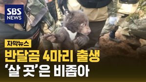 SBS NEWS 자막뉴스 반달곰 4마리 출생 살 곳은 비좁아