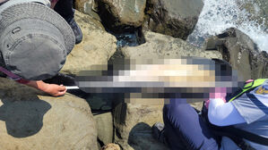새만금 방조제 인근서 상괭이 사체 2구 발견&hellip;불법 포획 흔적 없어