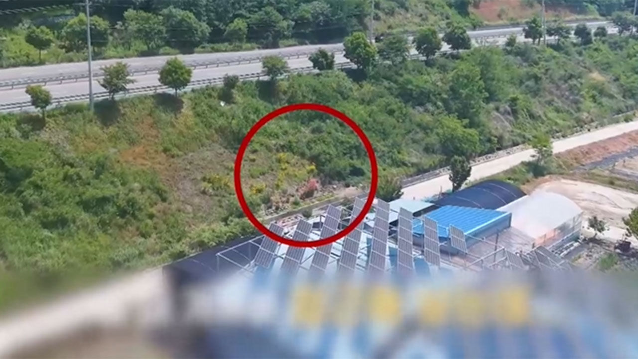 경남 의령군, 경찰 드론에 걸린 불법 양귀비 재배