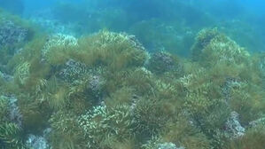 '사막처럼 황폐해지는' 제주 앞바다&hellip;갯녹음 심화