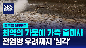 [글로벌D리포트] 최악의 가뭄에 가축 줄줄이 폐사&hellip;전염병 우려까지