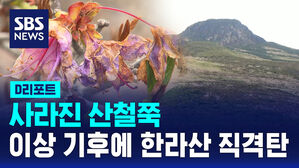 [D리포트] 사라진 산철쭉&hellip;이상 기후에 한라산 직격탄
