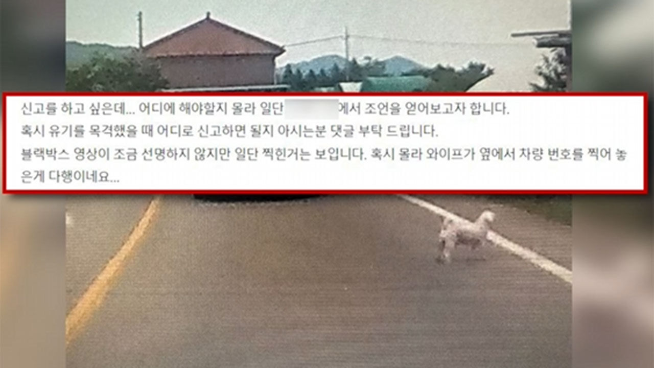 인천 강화도 여행 도중 강아지 유기 목격한 사연