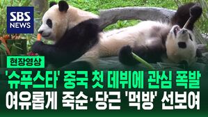 [영상] "푸바오 잘 있었니? 안녕?" 한국어로 인사했을 때 반응은&hellip;새 보금자리에서 먹방 이어 눕방 선보인 푸바오