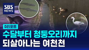 [D리포트] 수달부터 청둥오리까지&hellip;되살아나는 여천천
