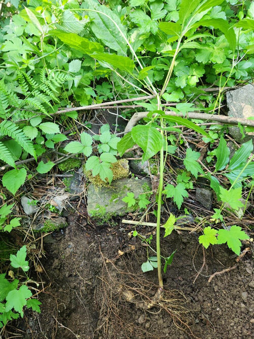 지리산에서 발견된 가족 산삼 (사진=한국전통심마니협회 제공, 연합뉴스)
