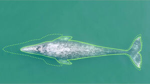 "귀신고래 몸 20&sim;30년 새 1.65ｍ 짧아져&hellip;온난화 &middot; 인간활동 탓"