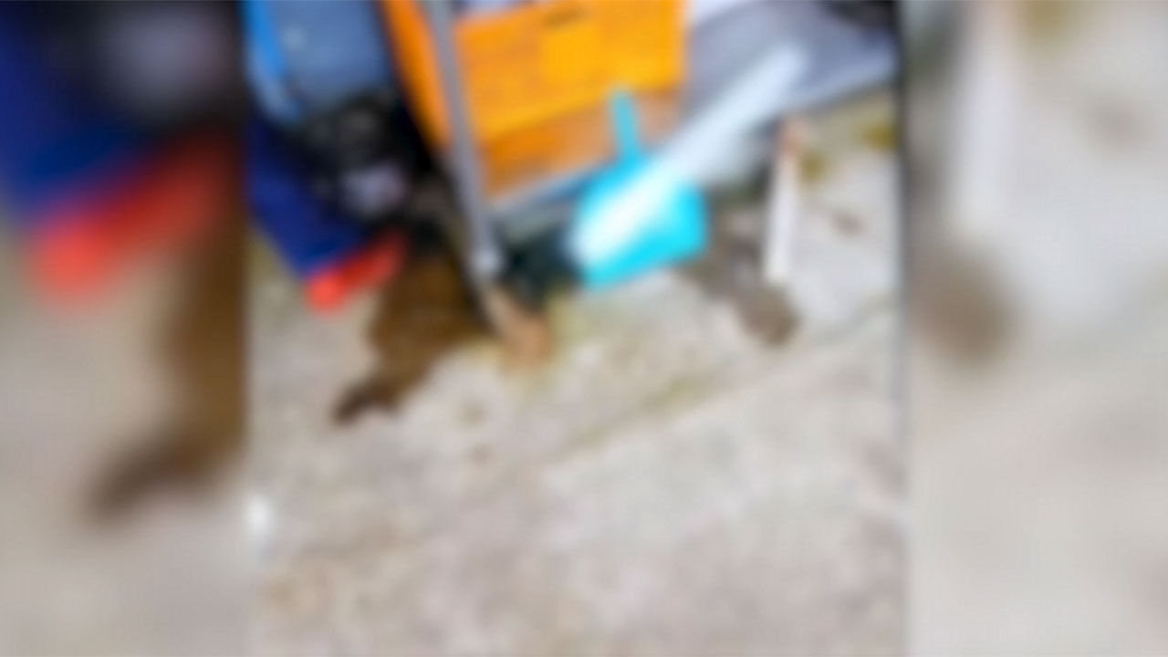 제주서 반려견 도살한 60대 남성