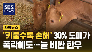 "키울수록 손해" 30퍼센트 도매가 폭락에도 늘 비싼 한우