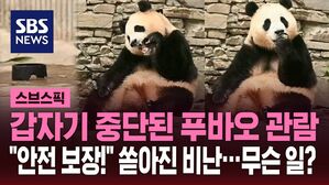 [스브스픽] 갑자기 중단된 푸바오 관람&hellip;"안전 보장!" 쏟아진 비난