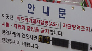 경기 김포서 아프리카돼지열병 발생&hellip;올해 8번째