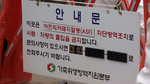 경북 영천에서 아프리카돼지열병 발생&hellip;"방역 강화"