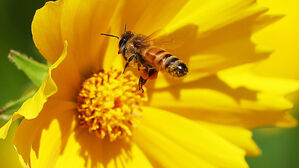 '꿀벌 실종' 막는다&hellip;5개 정부 기관, 새 밀원수종 개발 협약