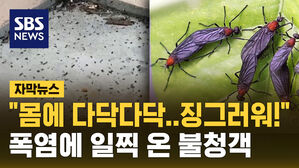 [자막뉴스] "벌써 또 왔네" 여름철 불청객 '러브버그' 서울 전역 출몰