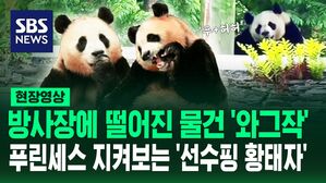 [영상] '와그작' 방사장에 떨어진 물건 씹는 푸바오 모습에 분노&hellip;"허서방 합격일세" 푸린세스 바라보는 '선수핑 황태자' 허허의 모습도 화제