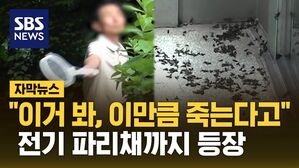 [자막뉴스] "너무 징그럽고 괴로워" 러브버그, 도대체 언제 사라질까?