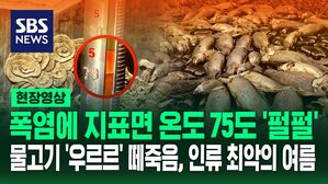 [영상] "오븐에 구워지는 느낌" 지표면 온도 75도 폭염에 '펄펄' 수만 마리 물고기 '우수수' 떼죽음