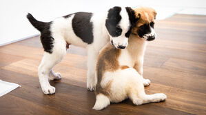 투르크 국견 알라바이 입국, 대통령 관저로&hellip;"향후 외부서 사육"