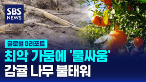 [글로벌D리포트] 미국-멕시코, 최악 가뭄에 '물싸움'&hellip;감귤 나무 불태워