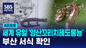 [단독] 세계 유일 '양산꼬리치레도롱뇽' 부산 서식 확인 (D리포트)