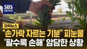 [자막뉴스] "손가락 자르는 기분" 피눈물&hellip;'팔수록 손해' 암담한 상황