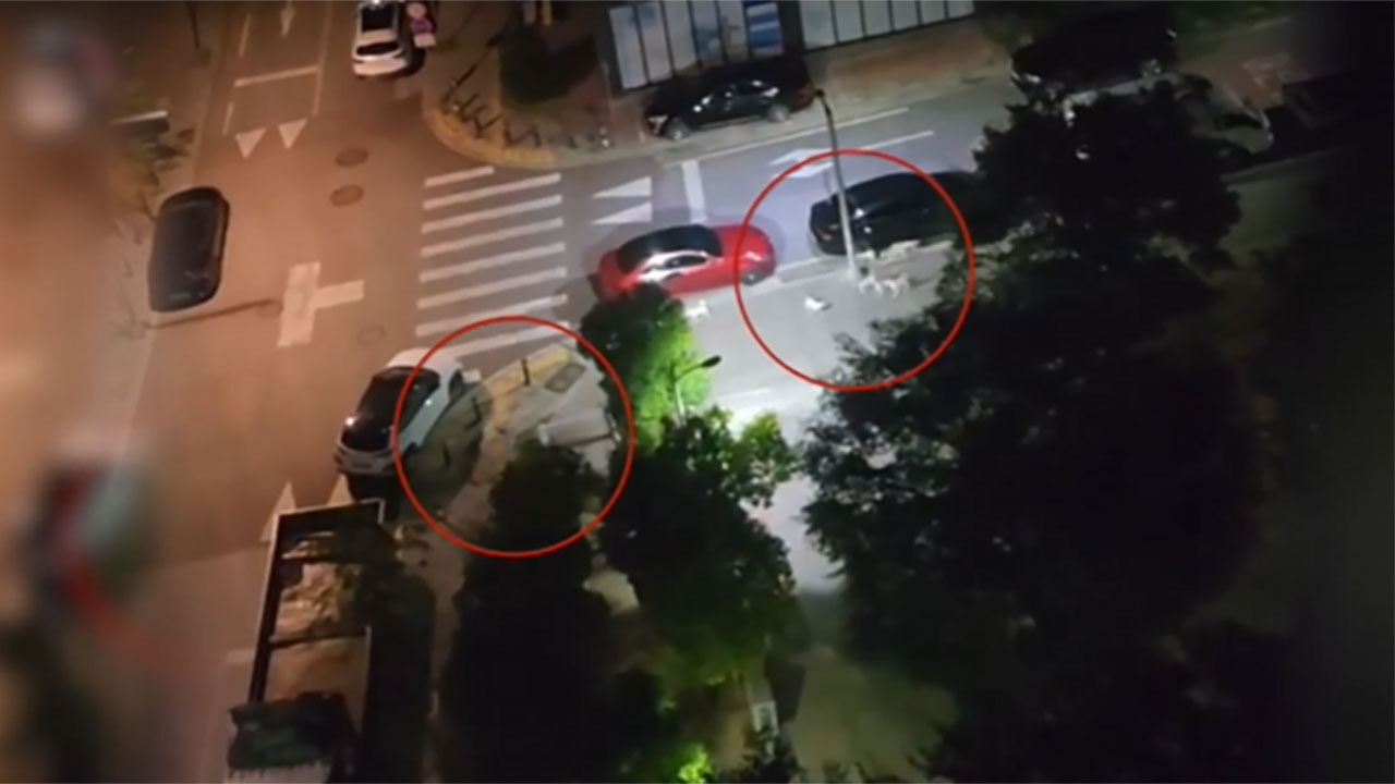 대구 동구 혁신도시에 나타난 들개 떼