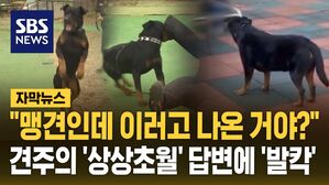 [자막뉴스] 맹견 산책