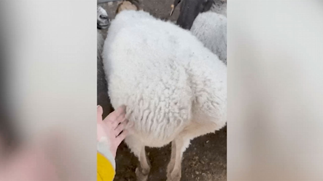 중국서 유행하는 이생 스트레스 해소법, '양 엉덩이 만지기'