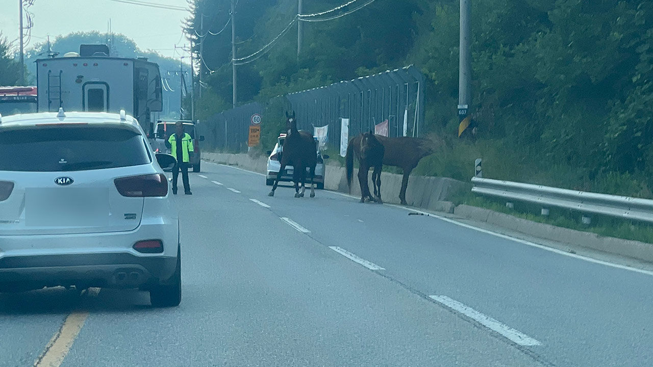 도로 배회하는 말들로 인해 발생한 교통체증