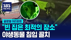 [글로벌D리포트] 빈 집에 야생동물 침입해 골치