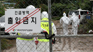 경북 예천 양돈농장서 아프리카돼지열병 발생