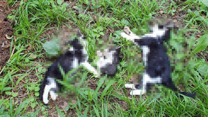 죽은 채 발견된 고양이들과 파손된 급식소. (사진=연합뉴스)